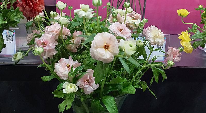 其它花卉粉花材實拍圖