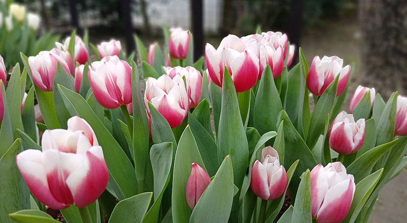 鬱金香 雙色 實拍圖片12