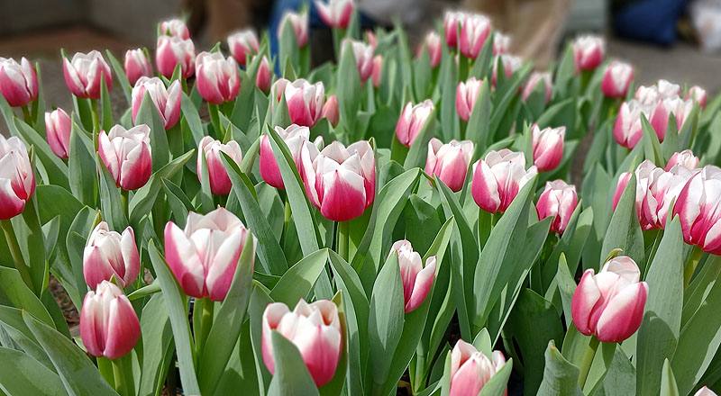 鬱金香 雙色 實拍圖片8