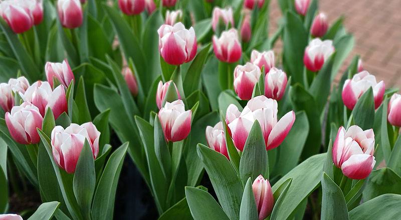 鬱金香 雙色 實拍圖片4