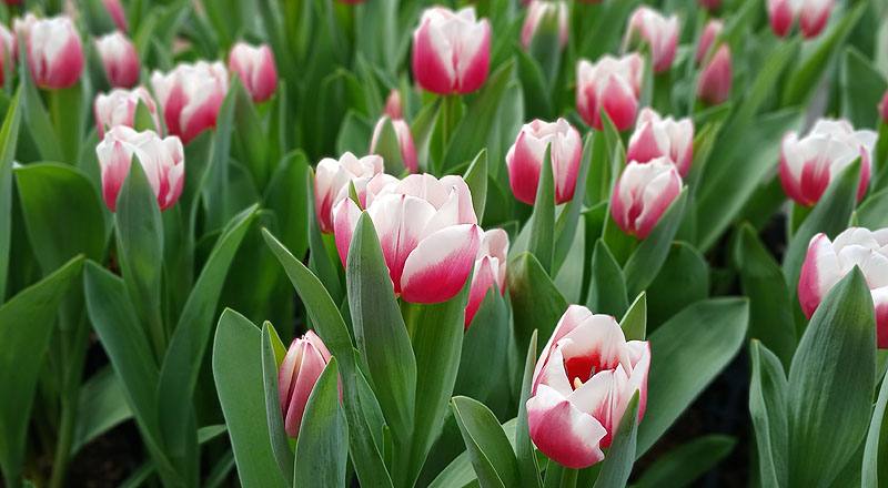 鬱金香 雙色 實拍圖片3