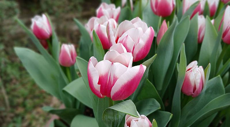 鬱金香 雙色 實拍圖片14