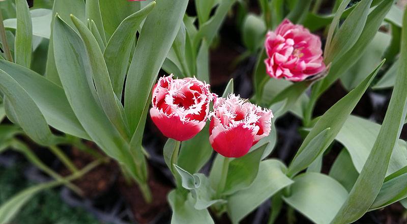 鬱金香 雙色 實拍圖片16