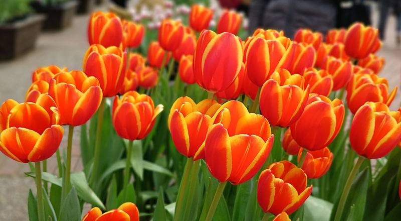 鬱金香 雙色 實拍圖片1