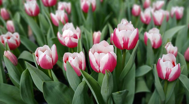 鬱金香 雙色 實拍圖片5