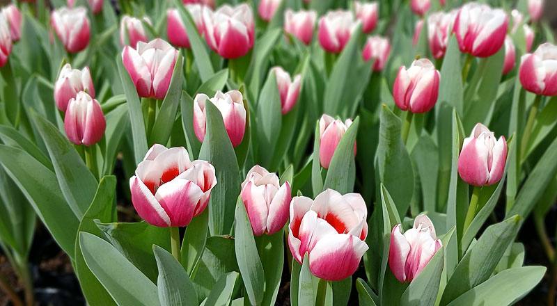 鬱金香 雙色 實拍圖片7