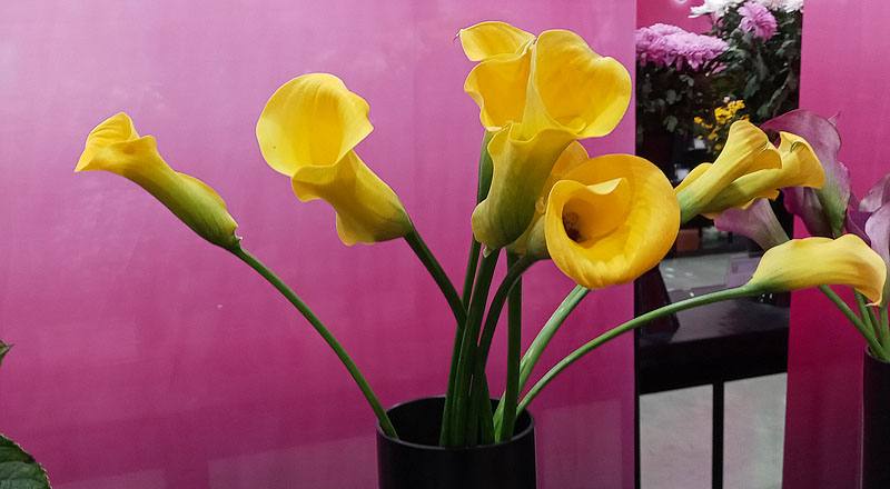 海芋黃花材實拍圖