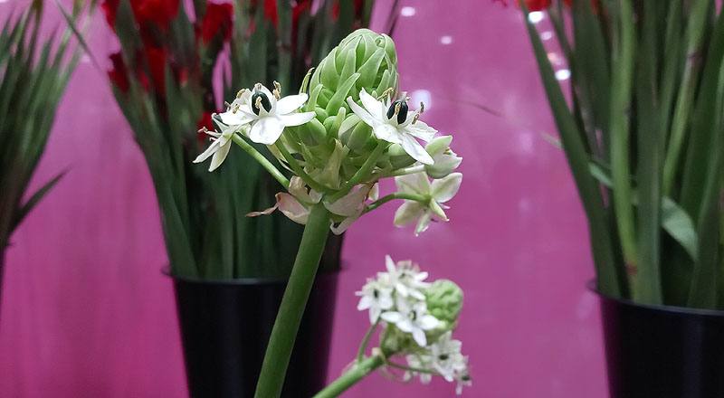 其它花卉伯利恆之星花材實拍圖