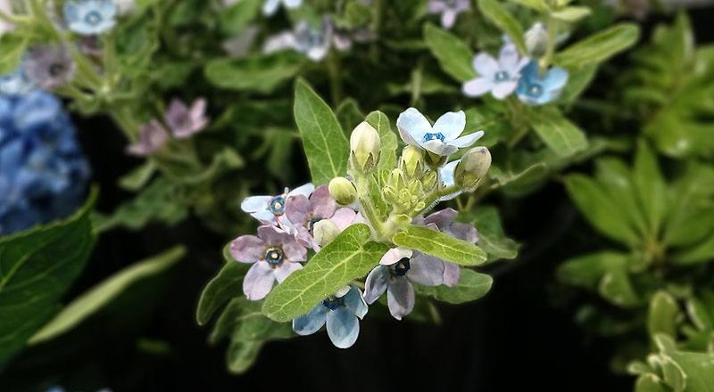 其它花卉藍色花材實拍圖