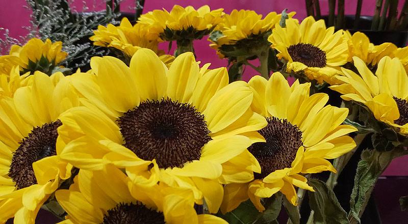 向日葵 檸檬 實拍圖片4