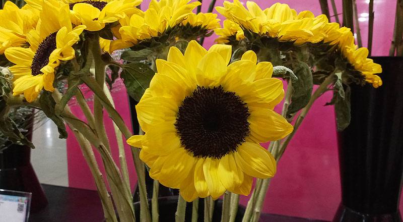 向日葵 檸檬 實拍圖片6