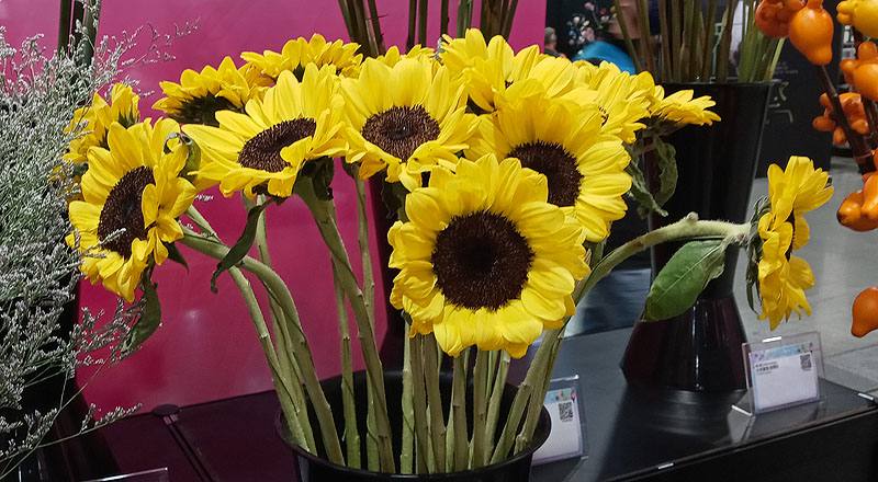 向日葵 檸檬 實拍圖片2