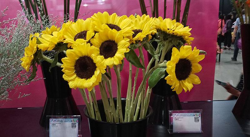 向日葵 檸檬 實拍圖片1