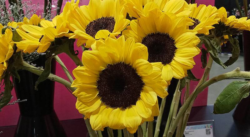 向日葵 檸檬 實拍圖片3