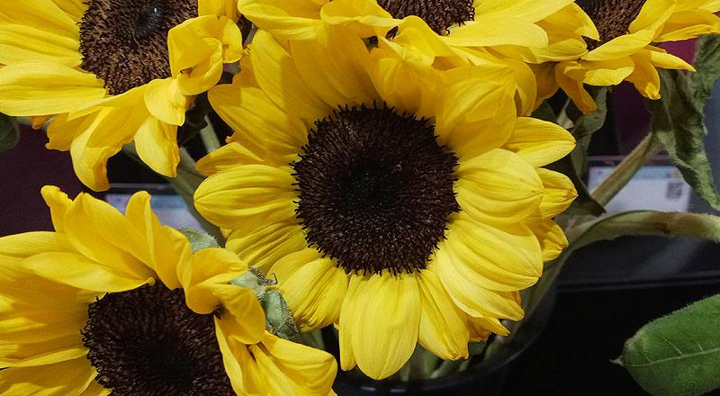 向日葵 檸檬 實拍圖片5