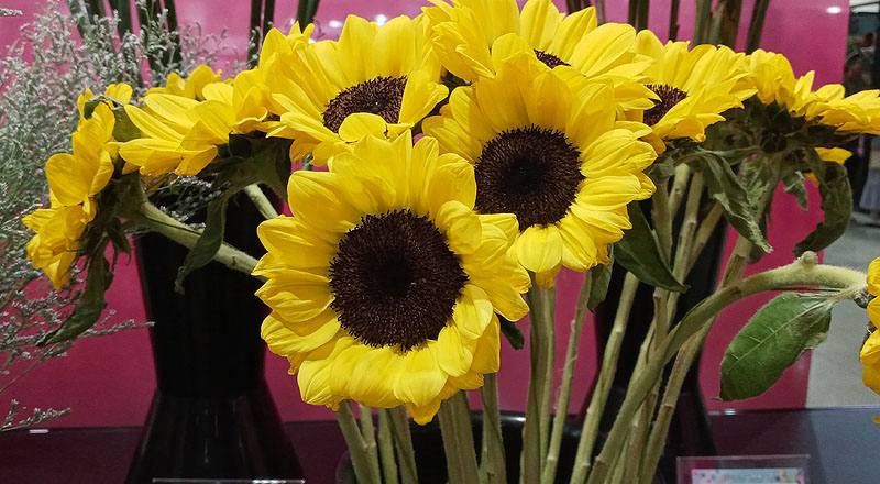 向日葵 檸檬 實拍圖片7