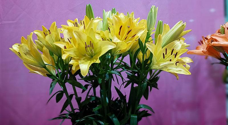 姬百合 黃 實拍圖片7