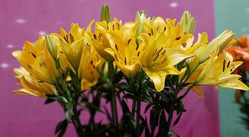 姬百合 黃 實拍圖片8