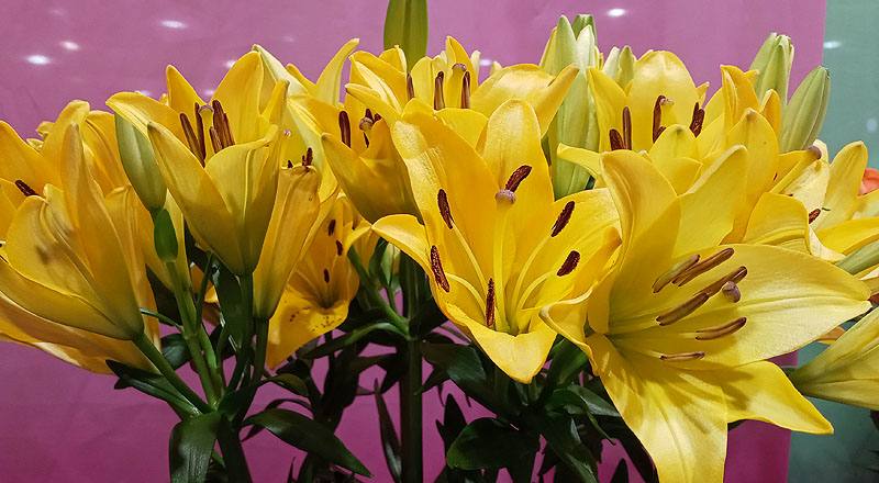 姬百合 黃 實拍圖片3