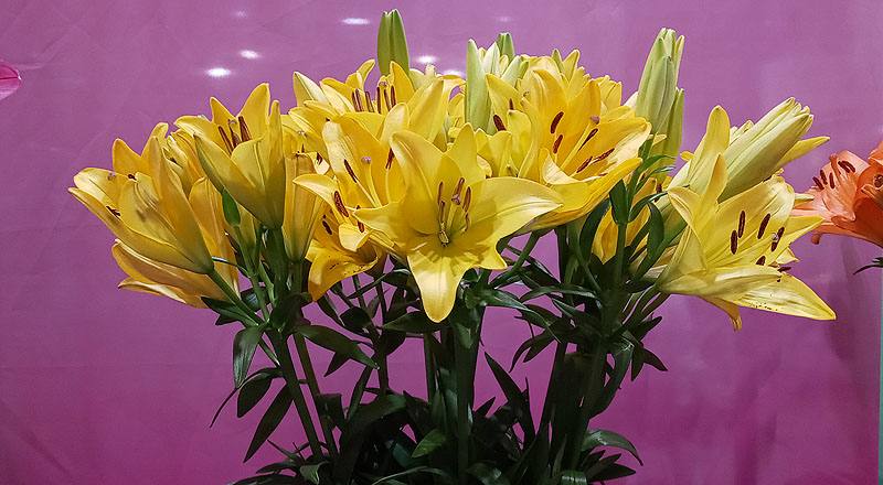 姬百合 黃 實拍圖片1