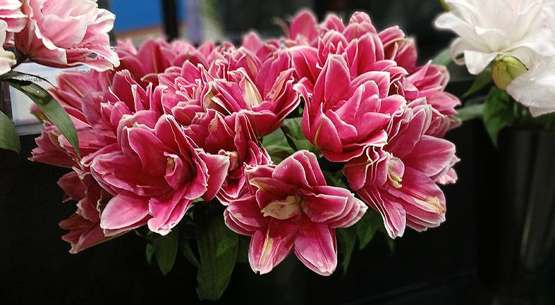 百合花紅雙朵花材實拍圖