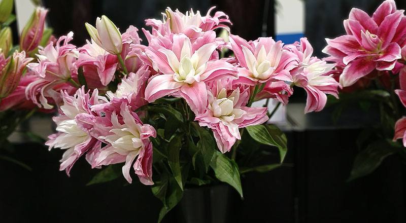 百合花粉三朵花材實拍圖