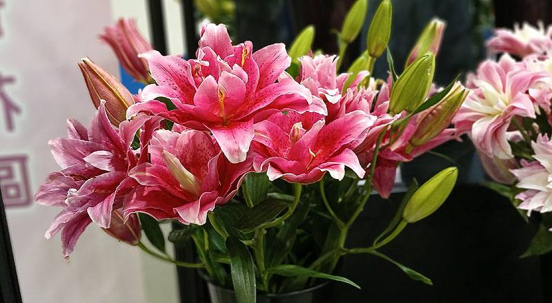 百合花達琳達花材實拍圖