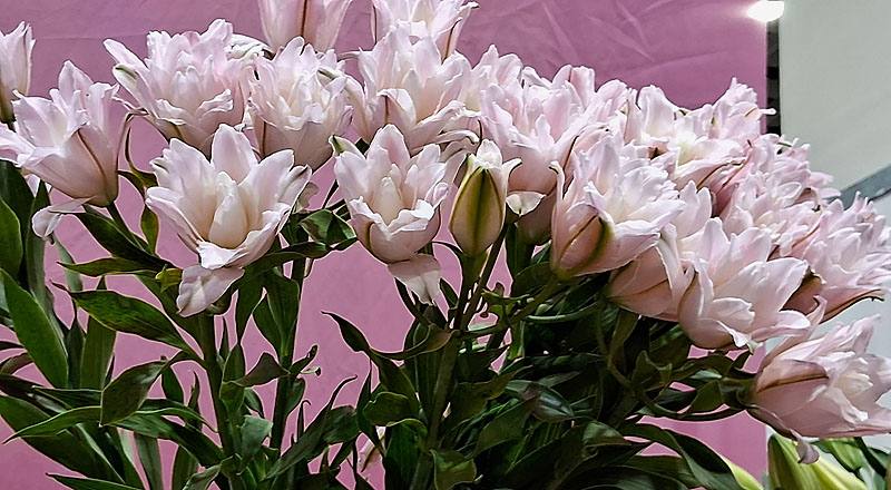 百合花伊莎貝拉花材實拍圖