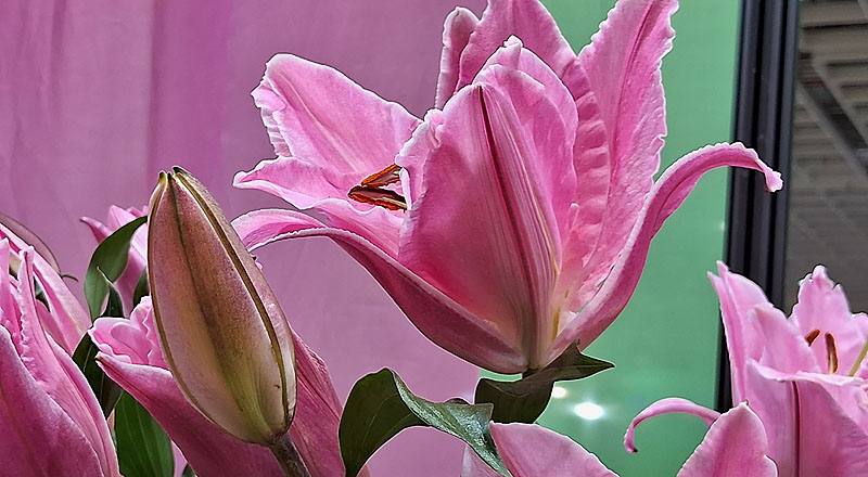 重瓣百合 艾蓮娜 實拍圖片5