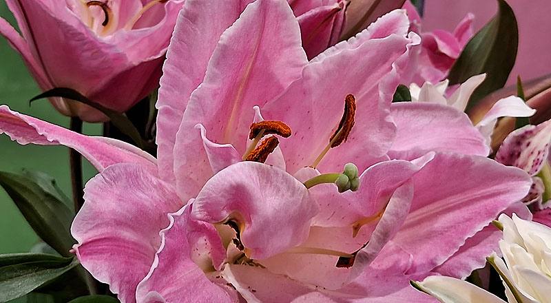 重瓣百合 艾蓮娜 實拍圖片4