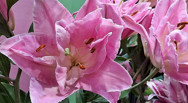 重瓣百合 艾蓮娜 實拍圖片3