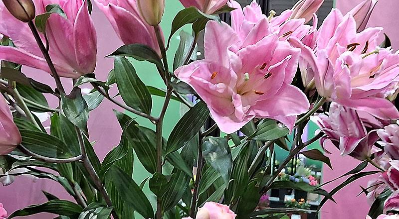 重瓣百合 艾蓮娜 實拍圖片2