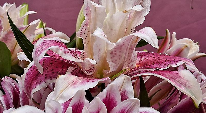 重瓣百合 莎曼莎 實拍圖片5