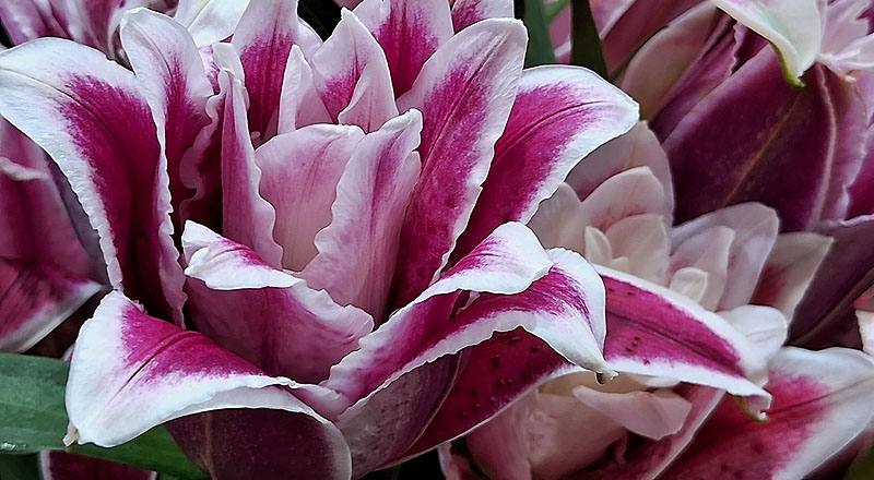 重瓣百合 莎曼莎 實拍圖片4