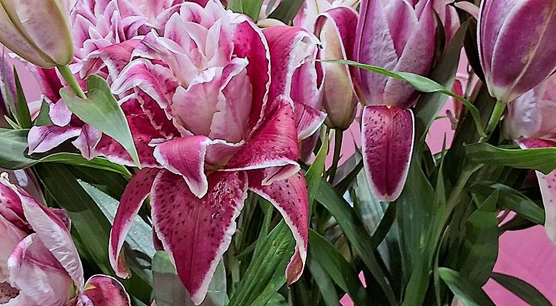 重瓣百合 莎曼莎 實拍圖片3