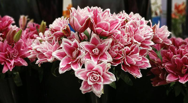 百合花莎曼莎雙朵花材實拍圖