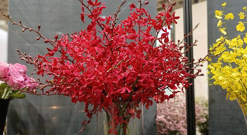 腎藥蘭 曼谷火焰 實拍圖片5