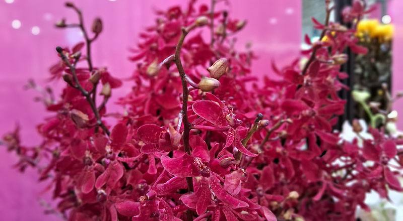 腎藥蘭 曼谷火焰 實拍圖片3