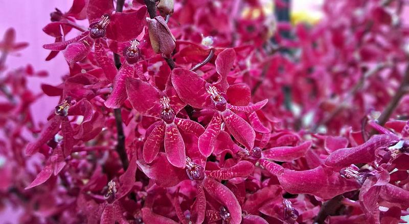 腎藥蘭 曼谷火焰 實拍圖片4