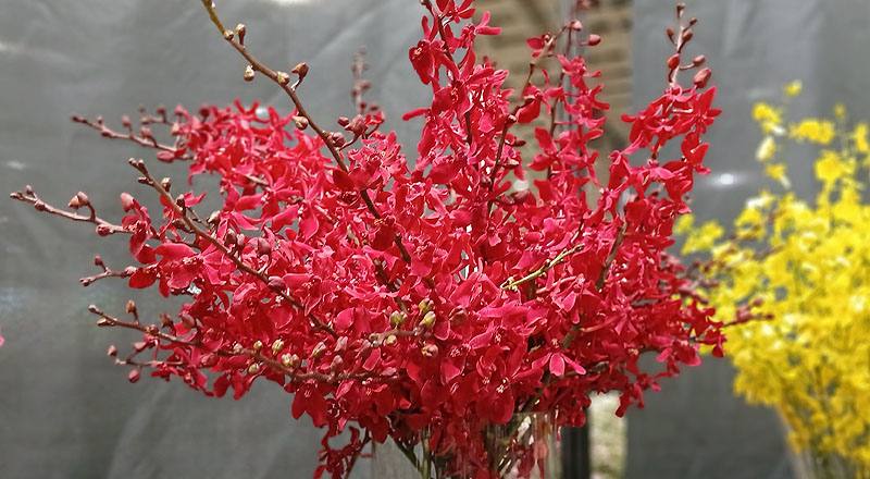 腎藥蘭 曼谷火焰 實拍圖片7