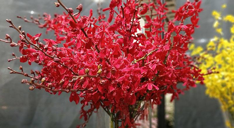 腎藥蘭 曼谷火焰 實拍圖片6