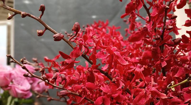 腎藥蘭 曼谷火焰 實拍圖片8