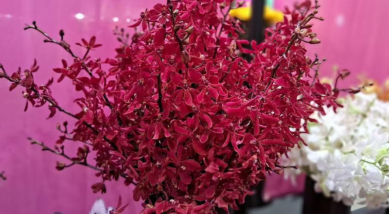 腎藥蘭 曼谷火焰 實拍圖片2