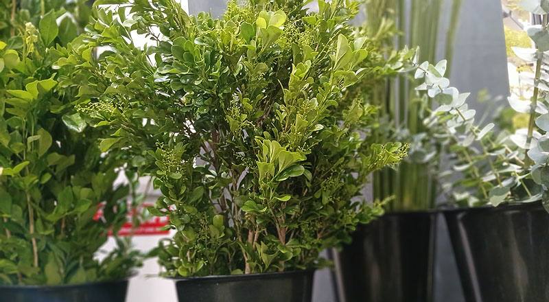 蘭花樹蘭花材實拍圖