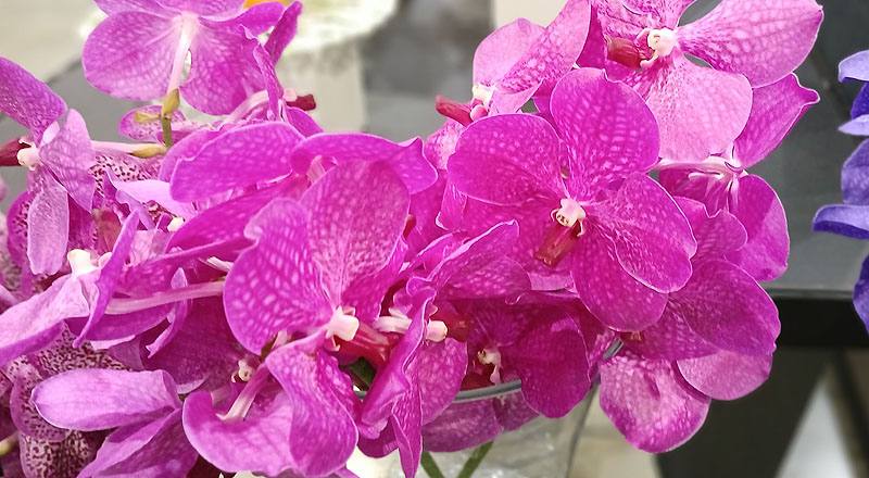 蘭花巨輪紅花材實拍圖