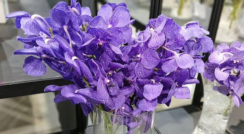 蘭花巨輪紫花材實拍圖