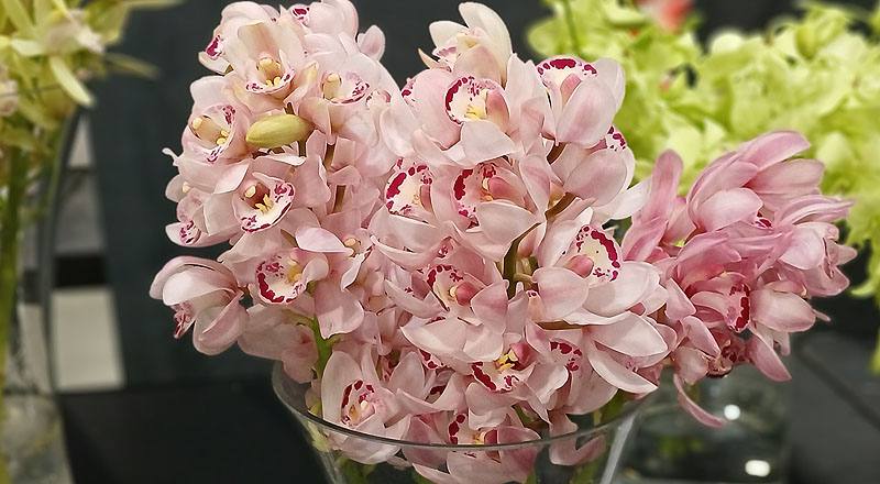 蘭花中輪粉花材實拍圖