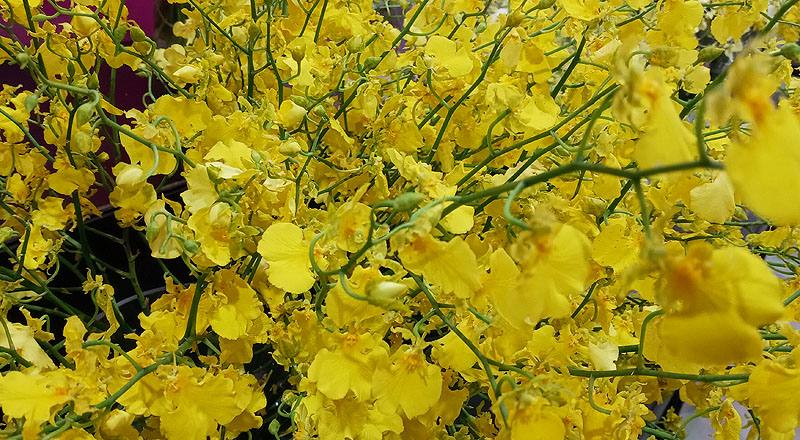 蘭花檸檬綠文心蘭花材實拍圖