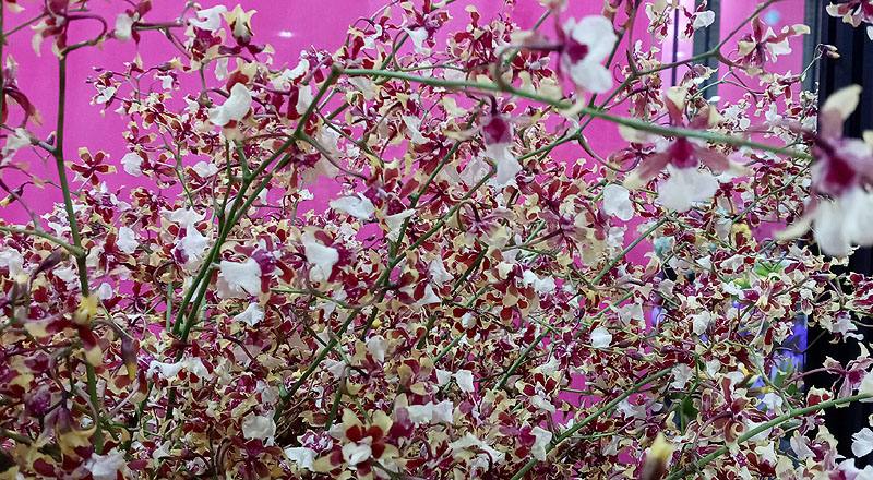 文心蘭 雪櫻紅 實拍圖片4