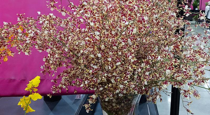 文心蘭 雪櫻紅 實拍圖片1